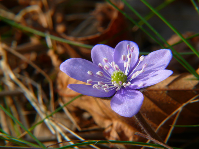 Hepatica nobilis / Erba trinit